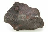 Canyon Diablo Iron Meteorite ( g) - Arizona #246909-1